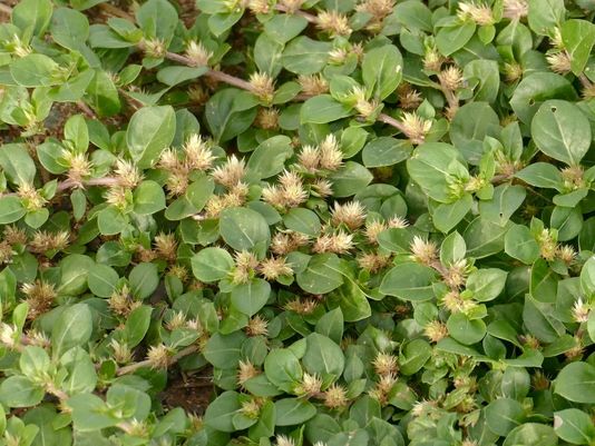 Khaki Weed, Creeping Chaffweed, Khakiklits