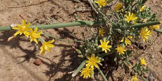 Skeleton Weed, Skeleton-weed, Rush Skeleton Weed, Rush Skeletonweed, Naked Weed, Gum Succory, Succory