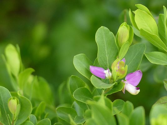 Myrtle-leaf Milkwort, Butterfly Bush, Parrot Bush, Bellarine Pea, Sweet-pea Shrub (NZ), September Bush (South Africa)