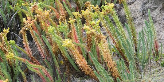 Sea Spurge, Spurge