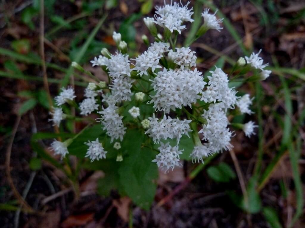 Mistflower, Mist Flower, Creeping Croftonweed, River Eupatorium, Spreading Mistflower