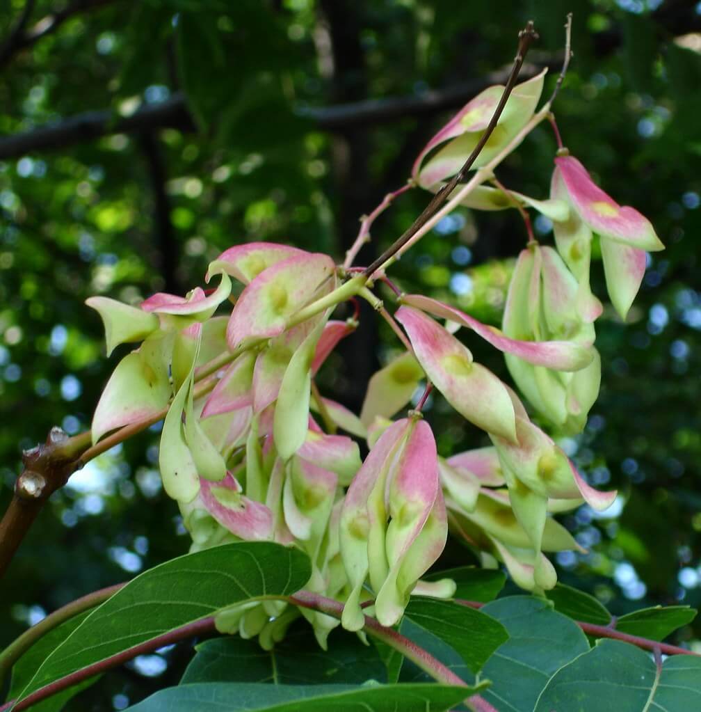 Tree-of-heaven, Chinese Sumac, Stinking Cedar, Copal Tree, Varnish Tree, Hemelboom, Stinking Cedar