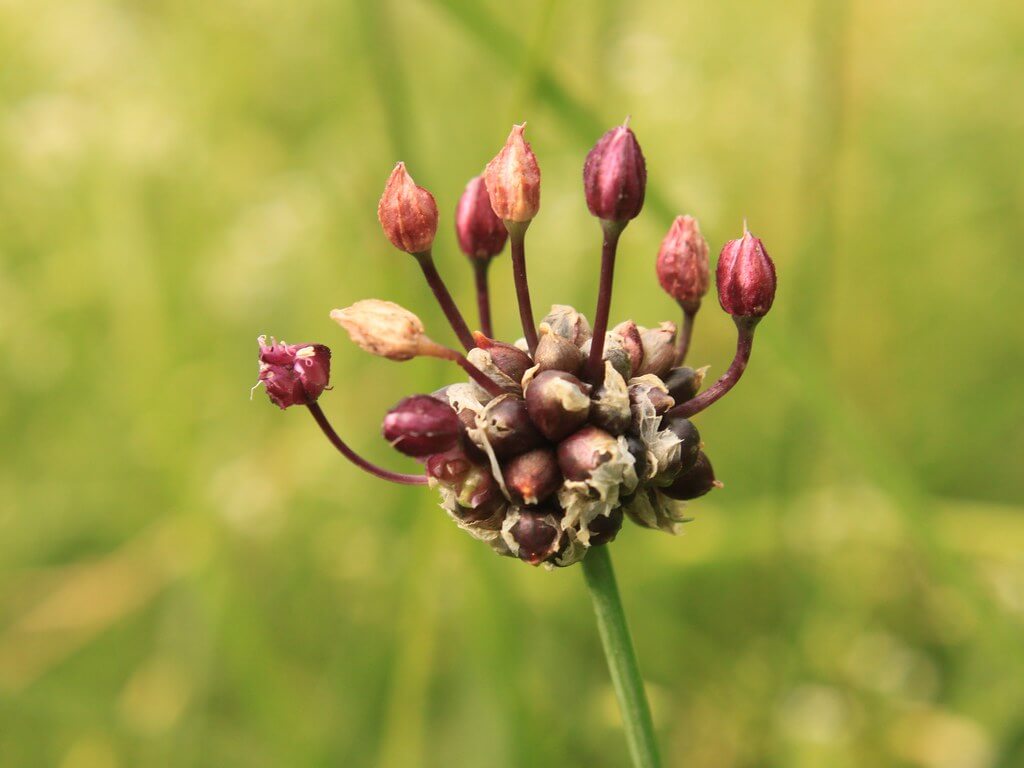 Crow Garlic, Wild Garlic, Field Garlic, False Garlic, Stag’s Garlic, Wild Garlic, Wild Onion