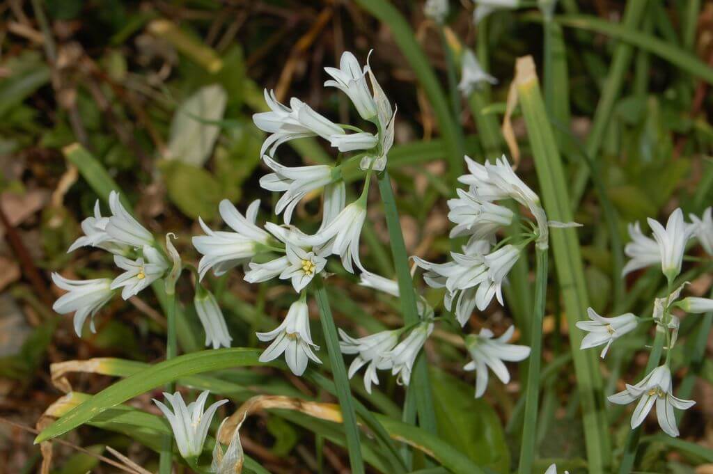 Three-corned Garlic, Angled Onion, Three-Cornered Leek, Triquetrous Garlic, Triquetrous Leek