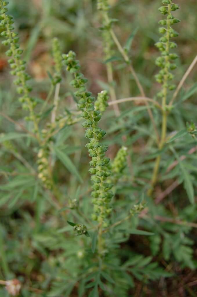 Burr Ragweed, Slimleaf Bursage