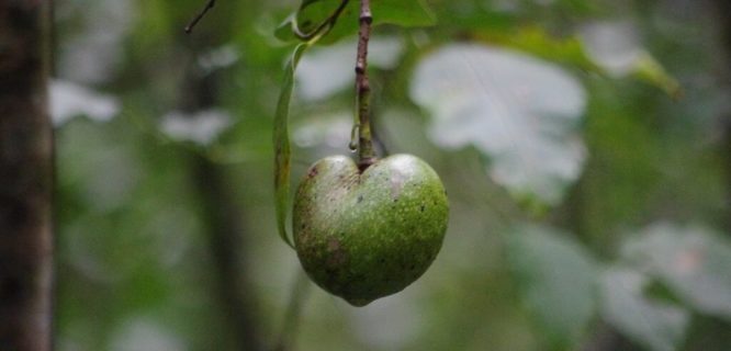 Pond apple by Marianne Serra is licensed under CC BY-2.0
