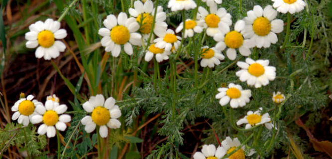 Anthemis cotula by M.Martin Vicente is licensed under CC BY-2.0