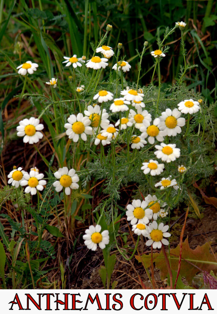 Stinking Mayweed, Dillweed, Dog Daisy, Dog’s Camomile, Dog Fennel, Foetid Chamomile, Fetid Camomile