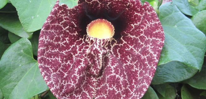 Calico flower Dutchman's pipe(Aristolochia littoralis)by Joel Abroad is licensed under CC BY-NC-SA-2.0