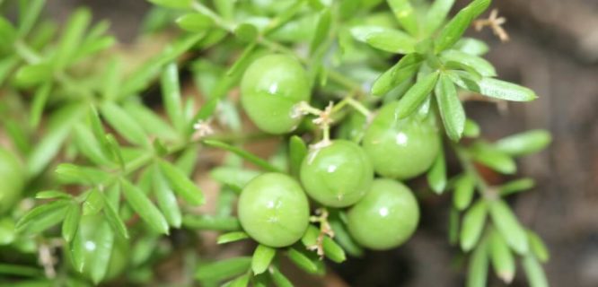 Asparagus aethiopicus(Asparagus Fern)by Arthur Chapman is licensed under CC BY-NC-SA-2.0