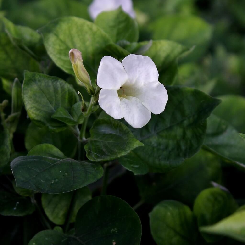 Chinese Violet, Philippine Violet