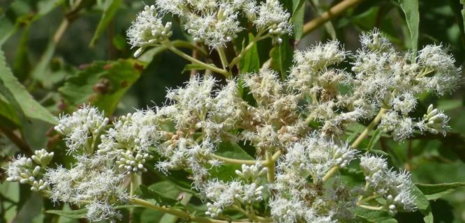 Chilco blanco Austroeupatorium inulaefolium) by Alejandro Bayer is licensed under CC BY-SA-2.0