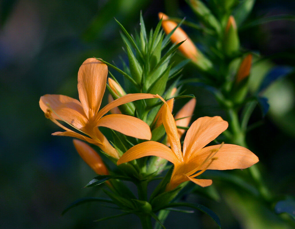 Barleria, Porcupine Flower