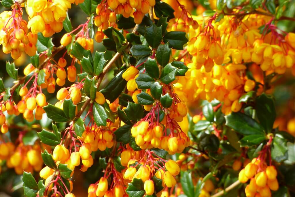 Darwin’s Barberry