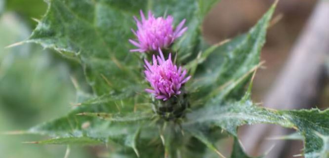 Carduus pycnocephalus Slender Thistle Slender Winged Thistle by Arthur Chapman is licensed under CC BY-NC-SA-2.0