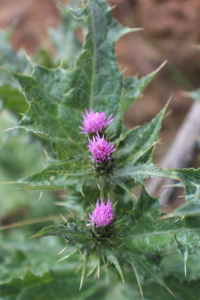 Slender Thistle, Slender Winged Thistle, Shore Thistle, Winged Thistle, Italian Thistle