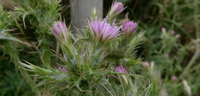 Slender Thistle by John Tann is licensed under CC BY-2.0