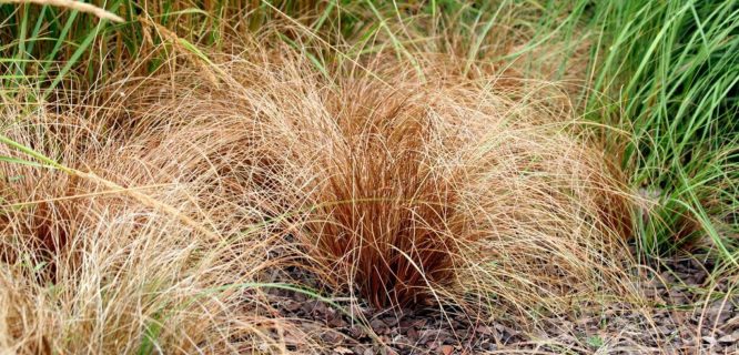 Carex flagellifera by M.Martin Vicente is licensed under CC BY-2.0