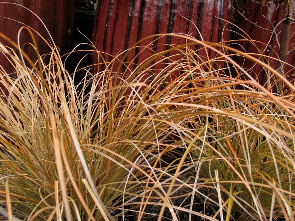 New Zealand Sedge, Orange New Zealand Sedge, Orange-green Sedge