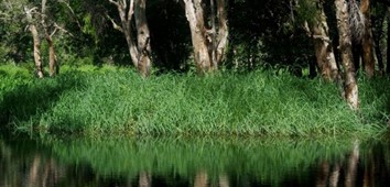 Carib Grass, Caribbean Cup Grass