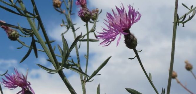 Centaurea stoebe by anro0002 is licensed under CC BY-SA-2.0