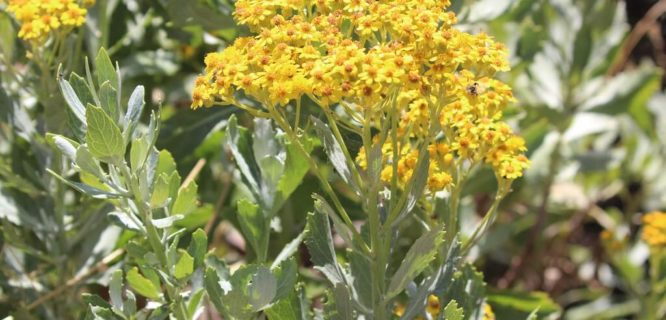 Chrysanthemoides monilifera (Bietou or Tick Berry) by Arthur Chapman is licensed under CC BY-NC-2.0