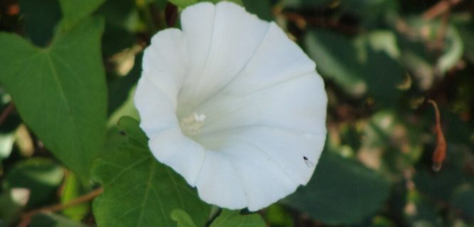 Convolvulus arvensis by kakapo's nature is licensed under CC BY-NC-ND-2.0