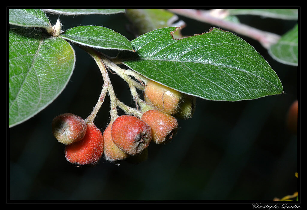 Franchet’s Cotoneaster, Grey Cotoneaster, Orange Cotoneaster, Silverleaf Cotoneaster, Rockspray Cotoneaster