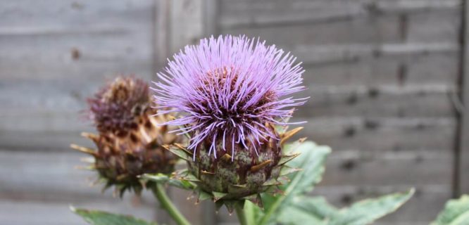 Cynara cardunculus Scolymus Cultivar by Thistle Garden is licensed under CC BY NC-2.0