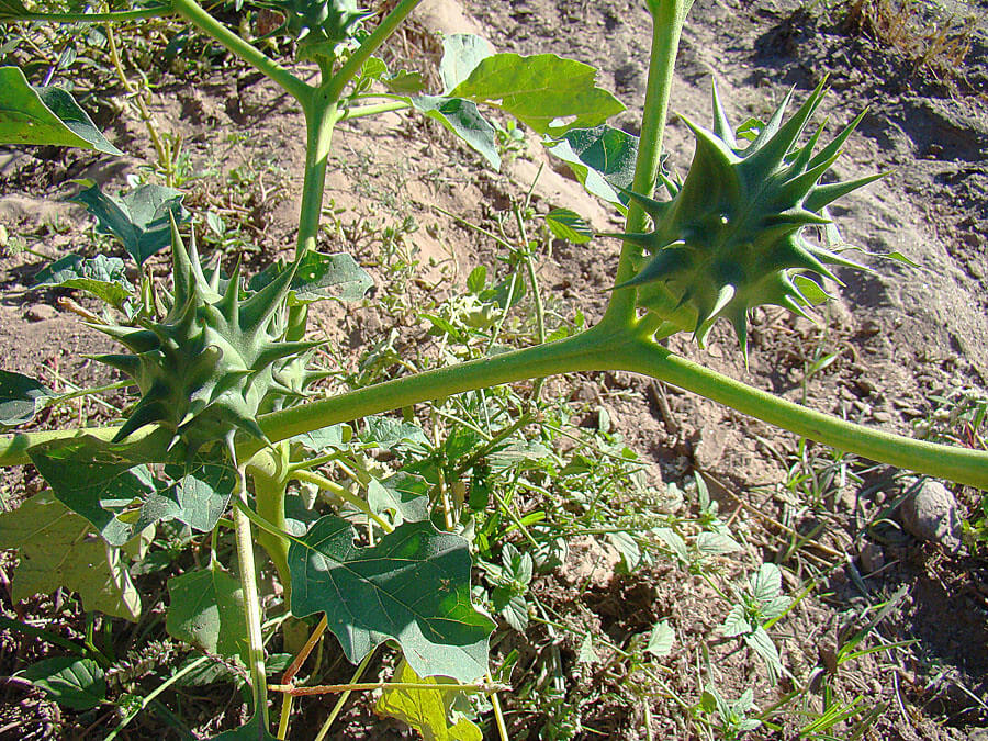 Fierce Thornapple, Longspine Thornapple