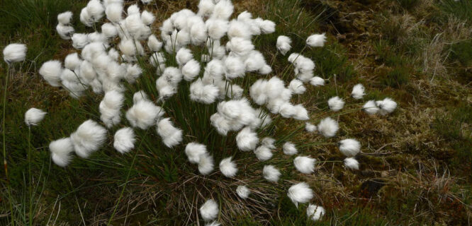 424 Cotton Grass by Alansflics is licensed under CC BY NC-SA-2.0