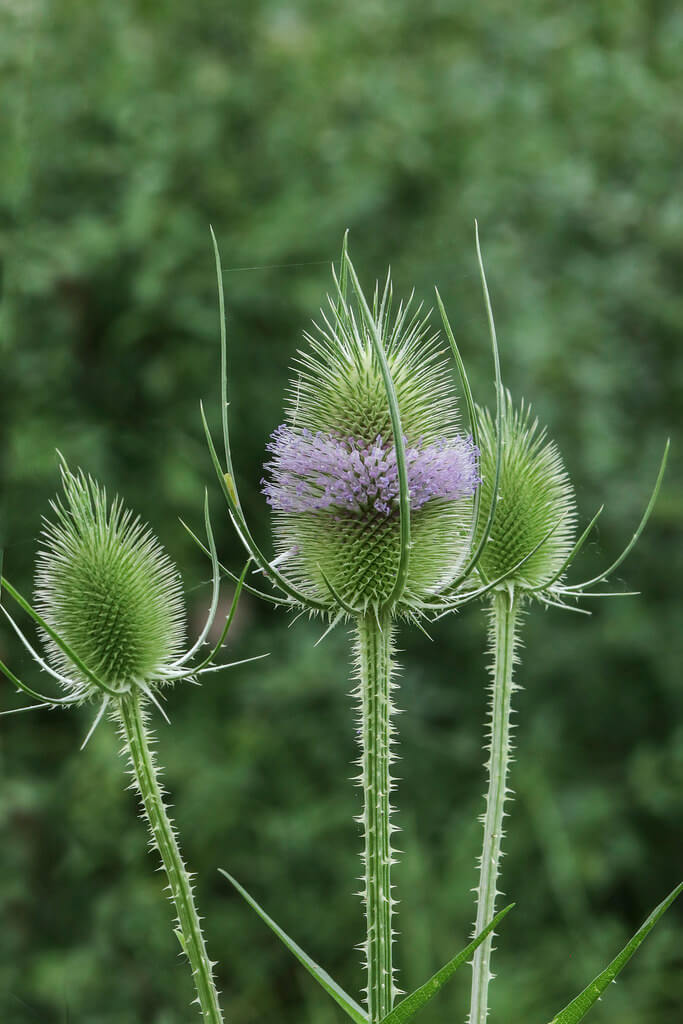 Wild Teasel, Wild Teazel, Fuller’s Teasel, Fuller’s Teazel, Card Thistle, Venus’ Basin, Water Thistle