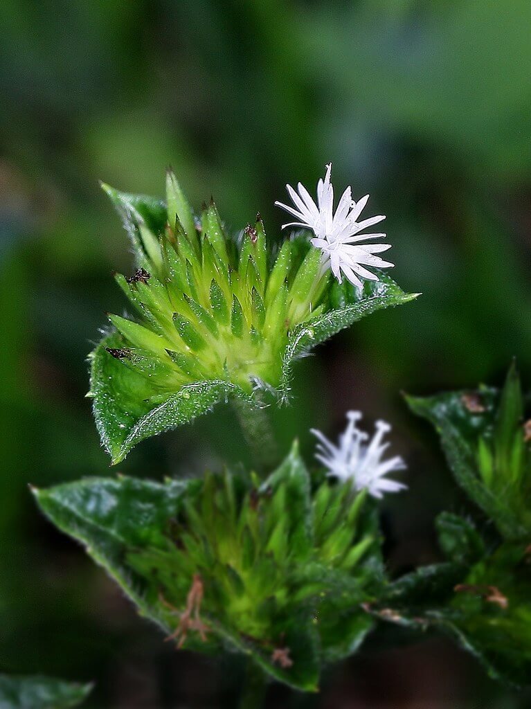 Elephant’s Foot, Tobacco Weed