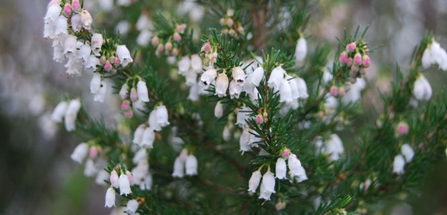 Spanish Heath, Portuguese Heath, Heath