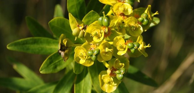 Euphorbia terracina by bathyporeia is licensed under CC BY-NC-ND-2.0