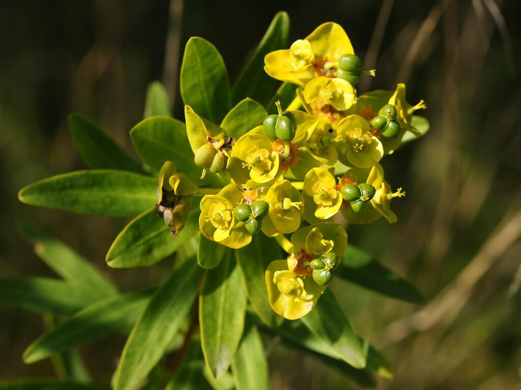 False Caper, Geraldton Carnation Weed, Terracina Spurge, Geraldton Carnation Spurge