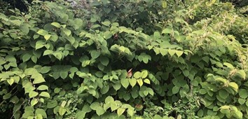 Japanese Knotweed, Asiatic Knotweed, Japanese Polygonum, Japanese Grass, Japanese Bamboo