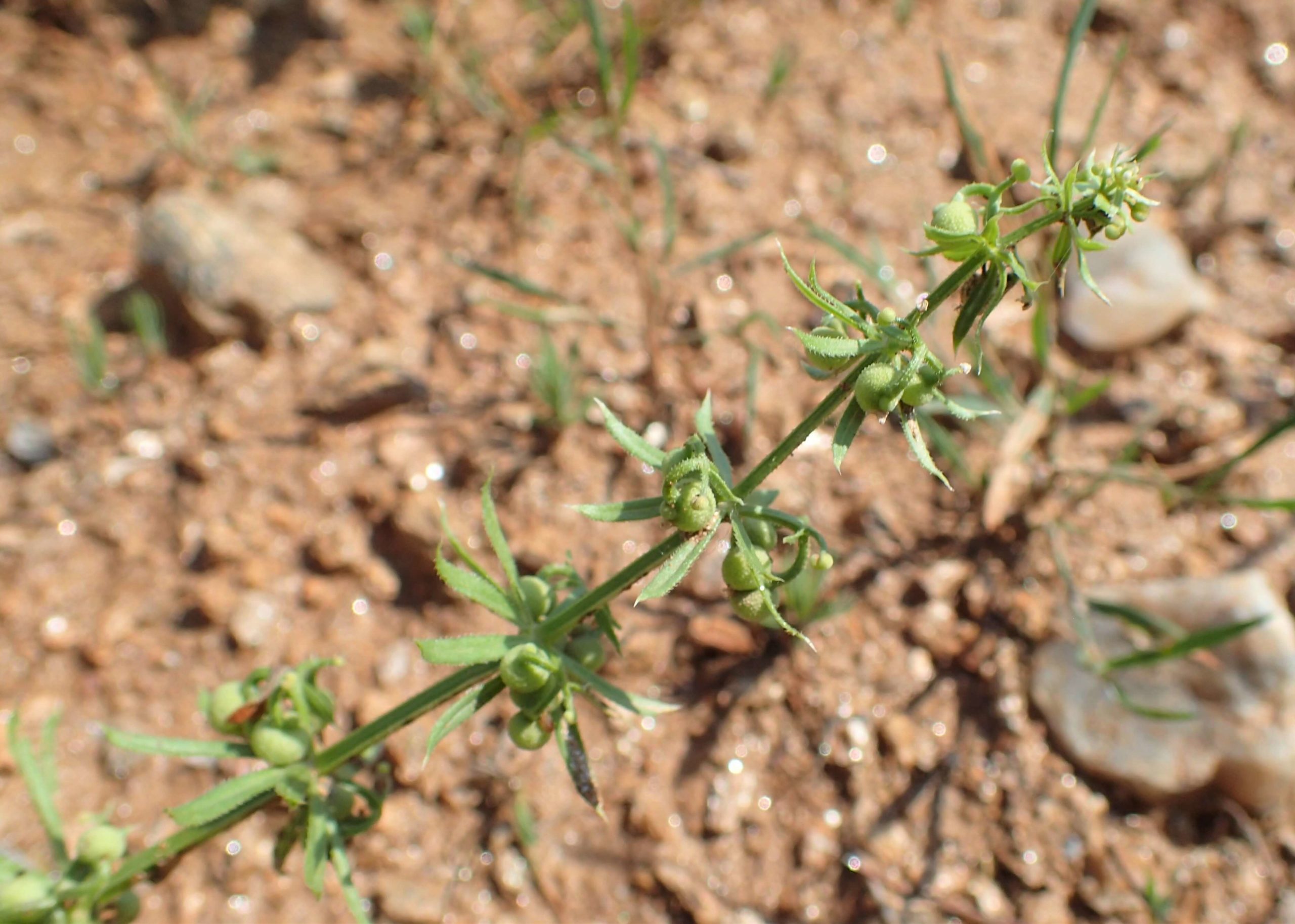 Three-horned Bedstraw, Rough Corn Bedstraw, Three-horn Bedstraw, Three-cornered Bedstraw, Bedstraw, Cleavers, Corn Cleavers