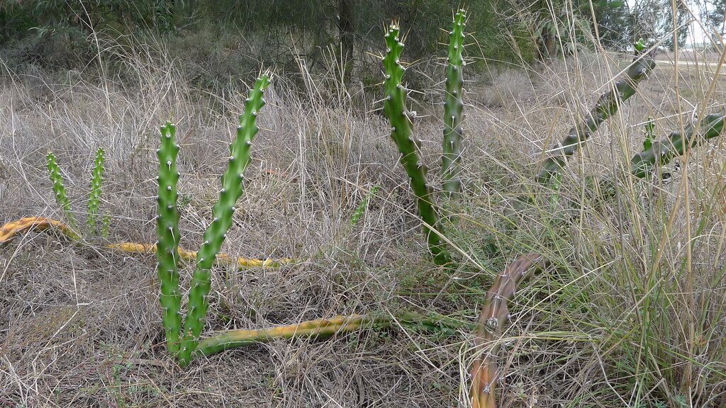 Moonlight Cactus, Harrisia Cactus, Moon Cactus, Snake Cactus