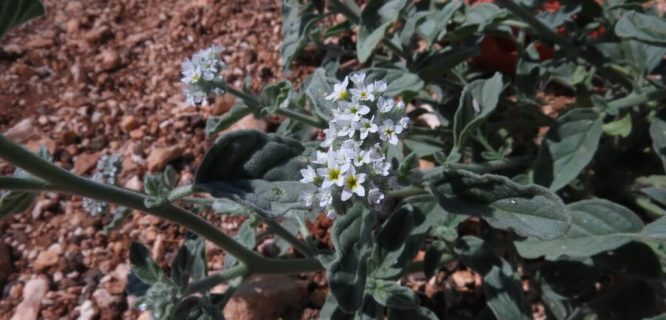 Heliotropum europaeum Boraginaceae by Kerry D Woods is licensed under CC BY-NC-ND-2.0