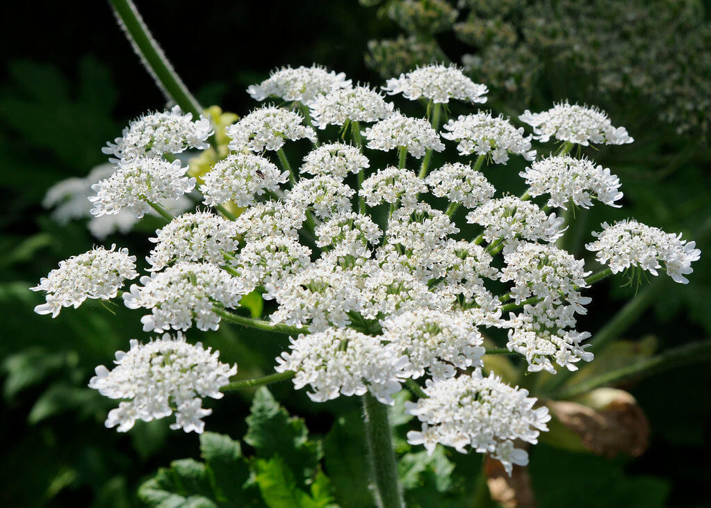 Giant Hogweed, Cartwheel Flower, Wild Parsnip, Wild Rhubarb, Giant Bearclaw