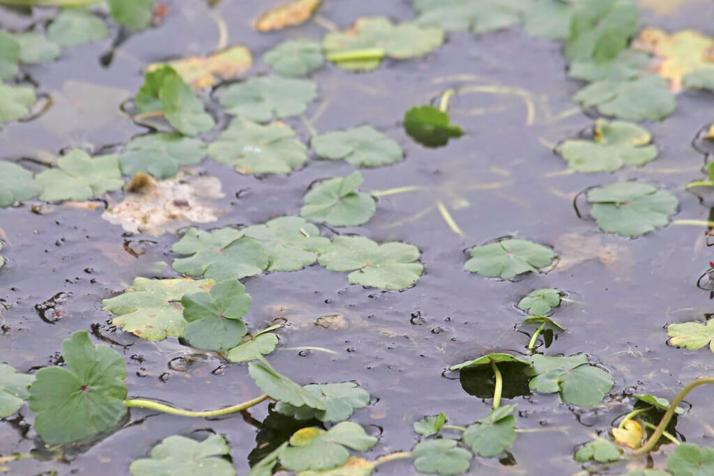 Pennywort, Hydrocotyl, Hydrocotyle, Water Pennywort, Buttercup Pennywort