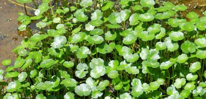 Pennywort sp. by lycaenidae_nm is licensed under CC BY-NC-SA-2.0