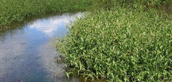 Hymenachne amplexicaulis P4140730 by eyeweed is licensed under CC BY-NC-ND-2.0