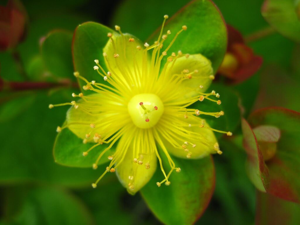 Tall Tutsan, Tall St. John’s Wort, Flair, Tutsan