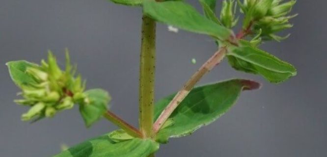 Hypericum tetrapterum Square-stalked St John's-wort - Ortenaukreis, BRD.jpg by This image is created by user P. Verstichel at observado.org, a global biodiversity recording project. is licensed under CC BY-SA 3