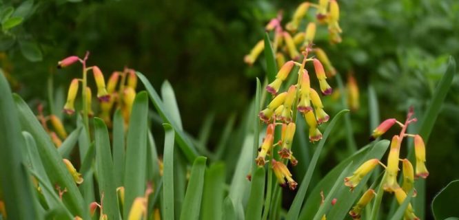 Cape Cowslip by HorsePunchKid is licensed under CC BY-NC-SA-2.0