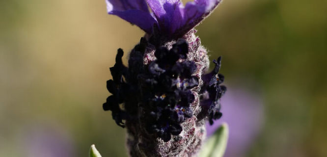 Lavandula stoechas flower by bathyporeia is licensed under CC BY-NC-ND-2.0