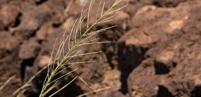 Leptochloa panicea by aspidoscelis is licensed under CC BY-NC-ND-2.0