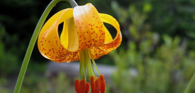 Tiger Lily by cruiznbye is licensed under CC BY-ND 2.0